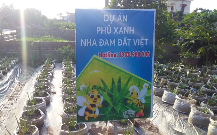 Hải Dương: Sở NNPTNT cảnh báo về mô hình "phủ xanh nha đam đất Việt" sau phản ánh của Dân Việt