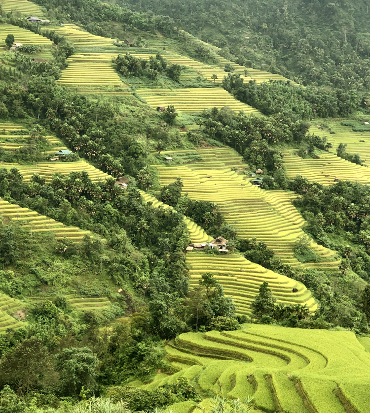 Hà Giang vào Thu đẹp hút hồn với mùa vàng trên những ruộng bậc thang - Ảnh 1.