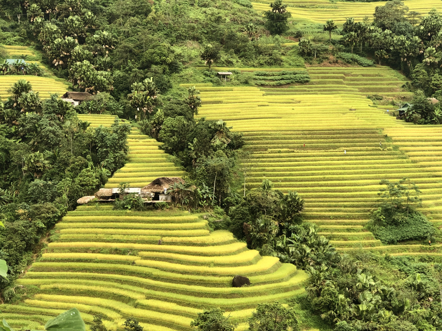 Hà Giang vào Thu đẹp hút hồn với mùa vàng trên những ruộng bậc thang - Ảnh 4.