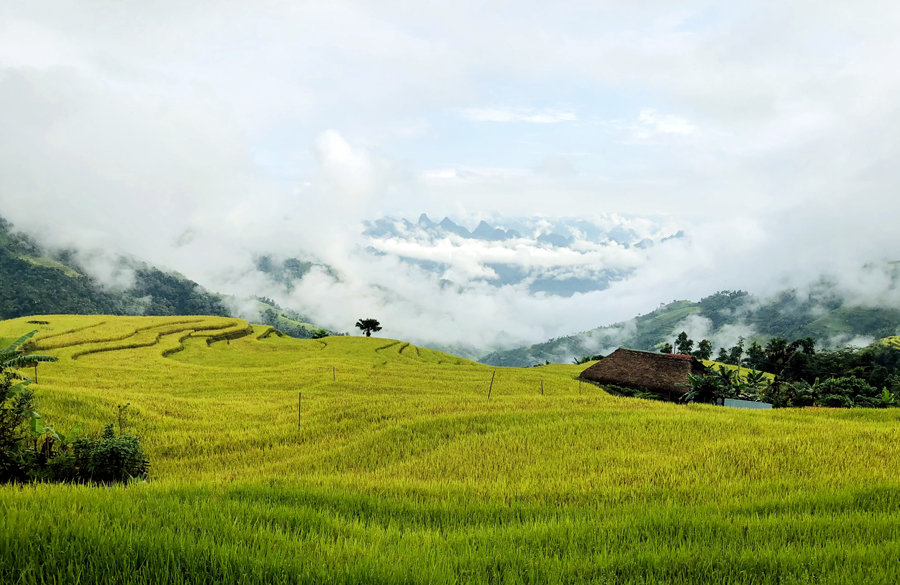 Hà Giang vào Thu đẹp hút hồn với mùa vàng trên những ruộng bậc thang - Ảnh 5.