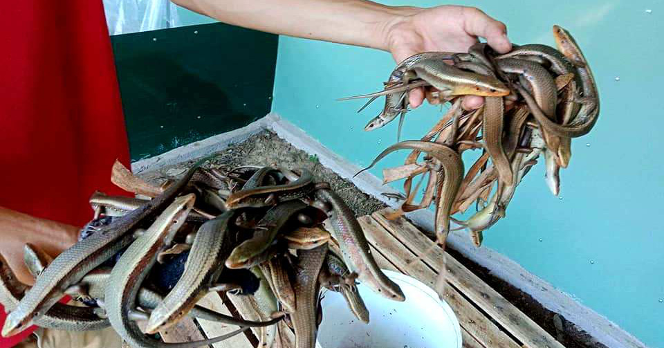 cách nuôi rắn mối