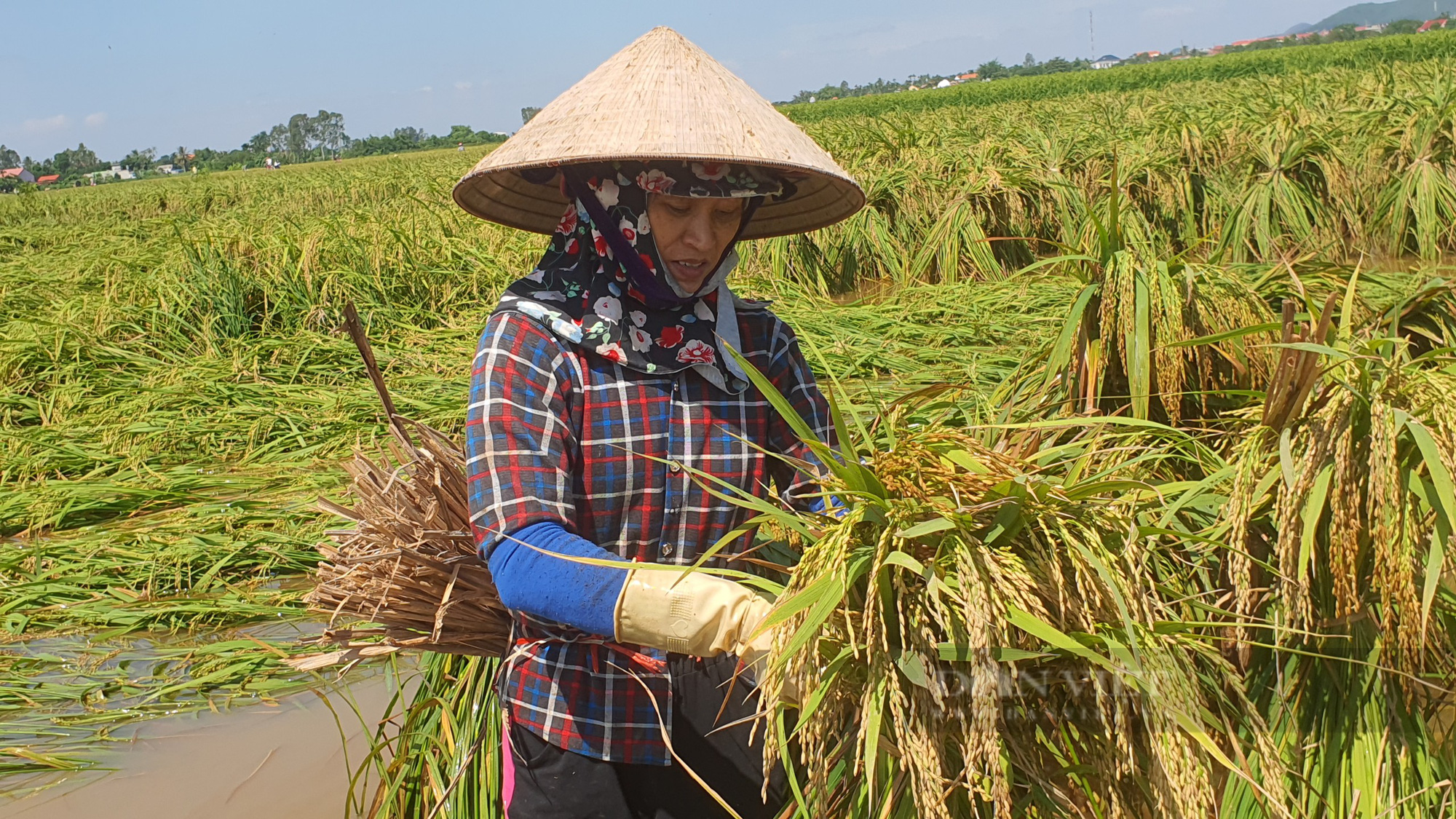 Hải Phòng:  Công an, bộ đội giúp dân gặt lúa tránh bão - Ảnh 2.