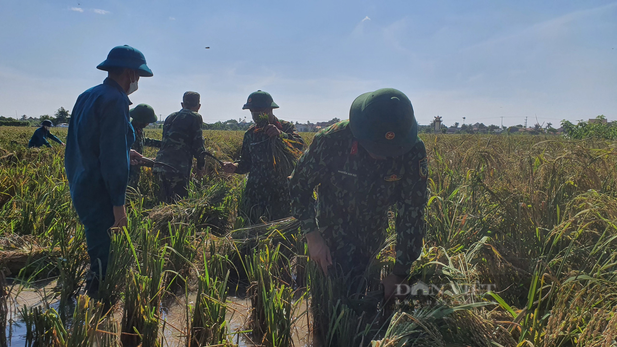 Hải Phòng:  Công an, bộ đội giúp dân gặt lúa tránh bão - Ảnh 5.