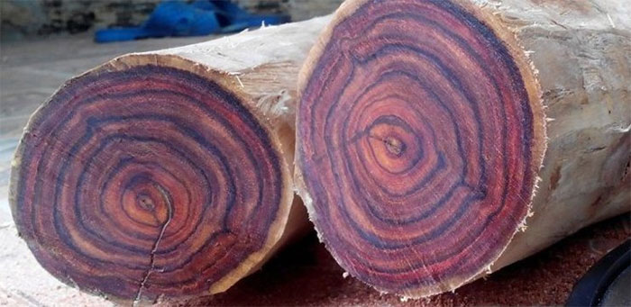 12 loại gỗ quý hiếm và đắt nhất trên thế giới: Gỗ sưa xếp thứ mấy? - Ảnh 11.