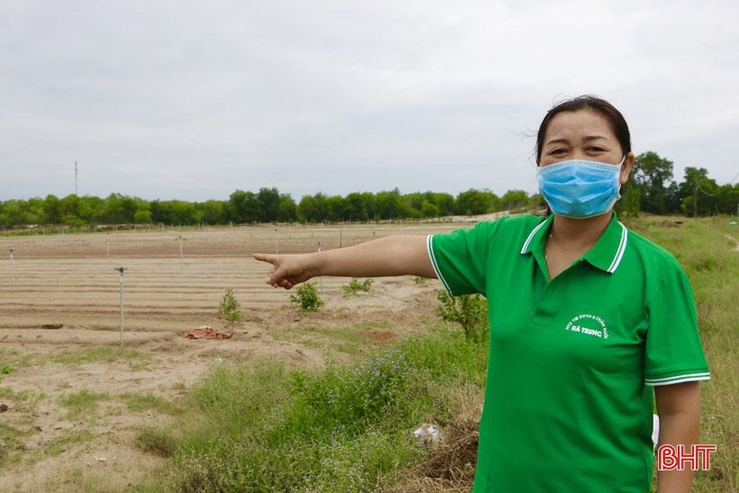 Hà Tĩnh: Cứ chế biến nhân sâm lòng đất theo kiểu này, sản xuất tới đây, bán hết veo tới đó! - Ảnh 1.