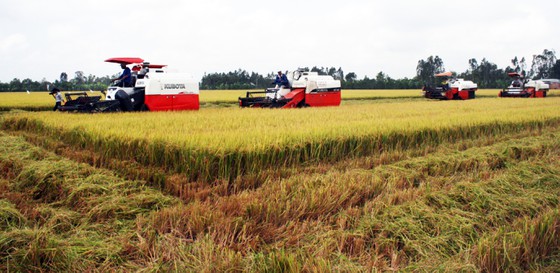 ĐBSCL: Nông dân bán lúa nhanh, giá gạo xuất khẩu tăng - Ảnh 1.
