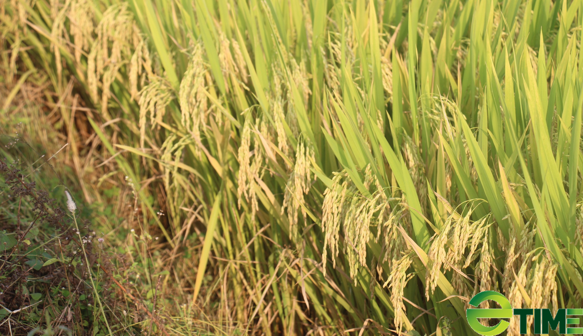 Nông dân hết lo cảnh thiếu nước nhờ kênh tưới Thượng Sơn - Ảnh 2. Nông dân hết lo cảnh thiếu nước nhờ kênh tưới Thượng Sơn - Ảnh 2.