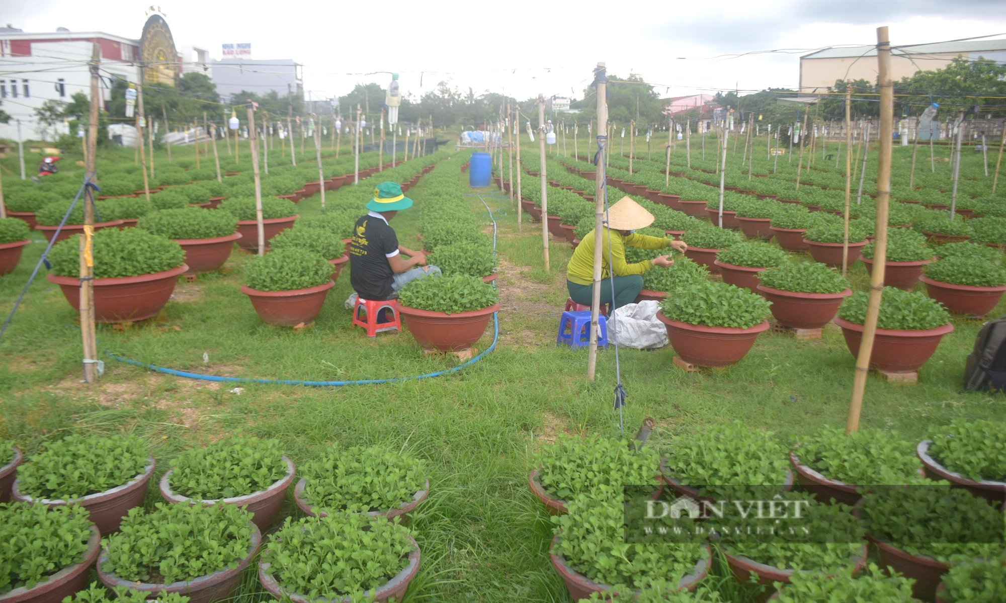 Nông dân chấp nhận “treo chậu”, vắng lặng khác thường vụ cúc Tết - Ảnh 1.