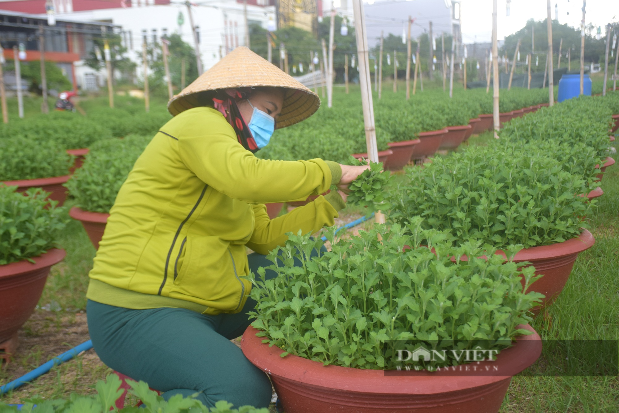 Nông dân chấp nhận “treo chậu”, vắng lặng khác thường vụ cúc Tết - Ảnh 2.