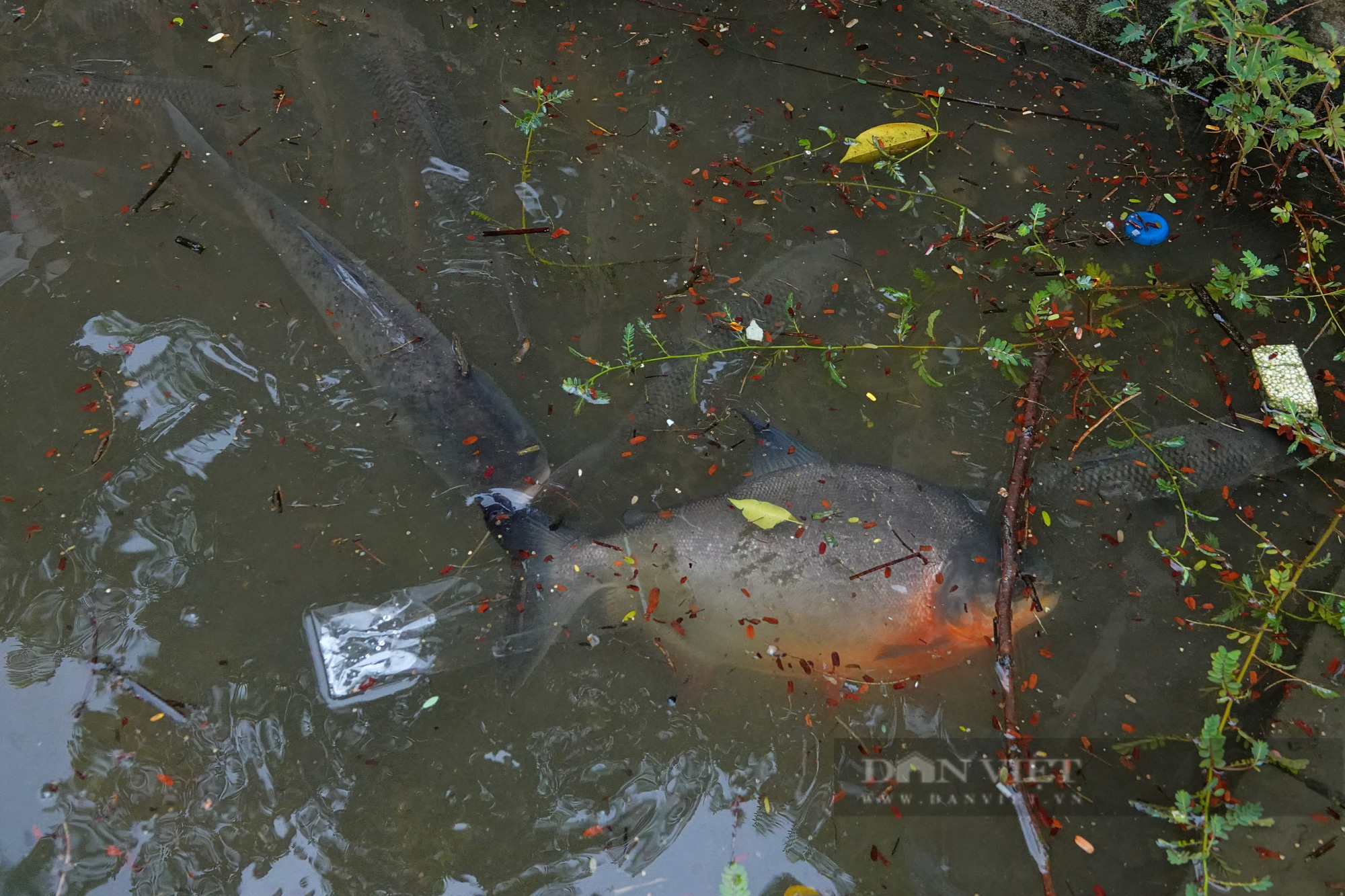 Sông Tô Lịch lại chuyển màu xanh lạ, người dân hăm hở đánh bắt hàng tạ cá - Ảnh 9.