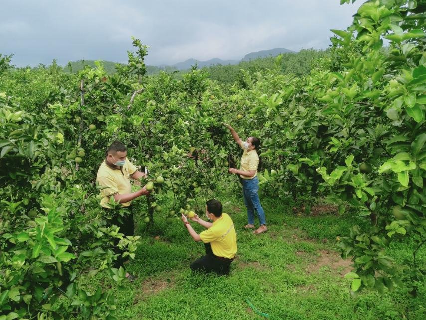 Huế: Cam Nam Đông có gì ngon mà đưa lên chợ ảo đơn &quot;chốt&quot; rào rào? - Ảnh 1.