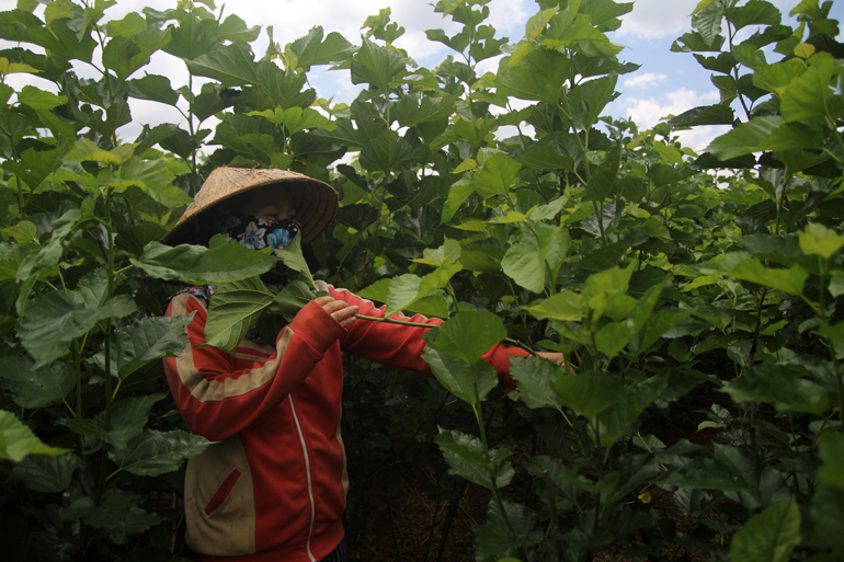 Lâm Đồng: Giá kén bất ngờ tăng cao, nông dân lại hào hứng trồng dâu nuôi tằm - Ảnh 1.