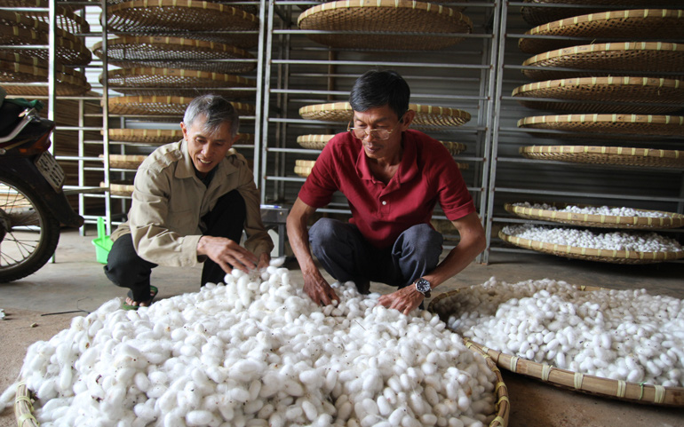 Lâm Đồng: Giá kén bất ngờ tăng cao, nông dân lại hào hứng trồng dâu nuôi tằm