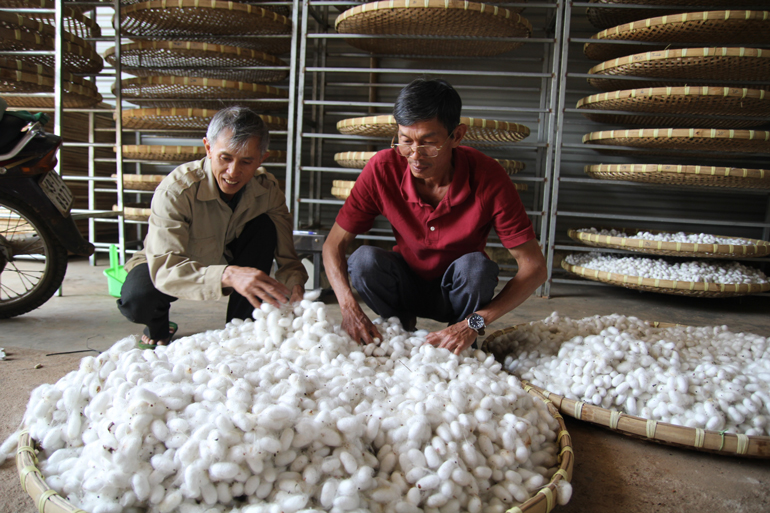 Lâm Đồng: Giá kén bất ngờ tăng cao, nông dân lại hào hứng trồng dâu nuôi tằm - Ảnh 3.