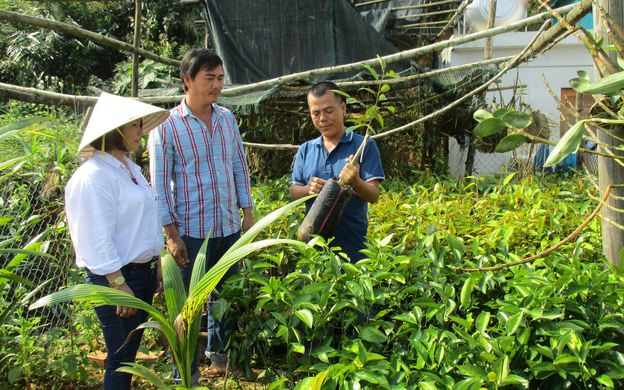 Tiên Phước xây dựng nông thôn mới: Sức bật liên kết sản xuất, OCOP