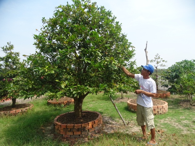 Cà Mau: Trồng mai vàng, cây hoa giấy kiểng lạ mắt, một nông dân thu hàng trăm triệu/năm - Ảnh 1.