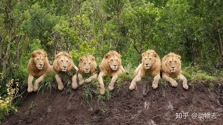 Trong liên minh sư tử, có phải mọi con đực đều có quyền giao phối? - Ảnh 1.