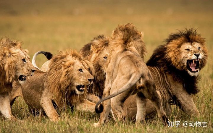 Trong liên minh sư tử, có phải mọi con đực đều có quyền giao phối? - Ảnh 2.