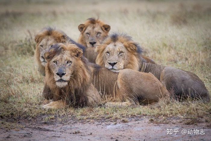 Trong liên minh sư tử, có phải mọi con đực đều có quyền giao phối? - Ảnh 3.