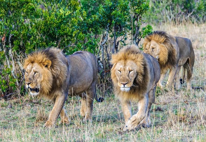 Trong liên minh sư tử, có phải mọi con đực đều có quyền giao phối? - Ảnh 4.