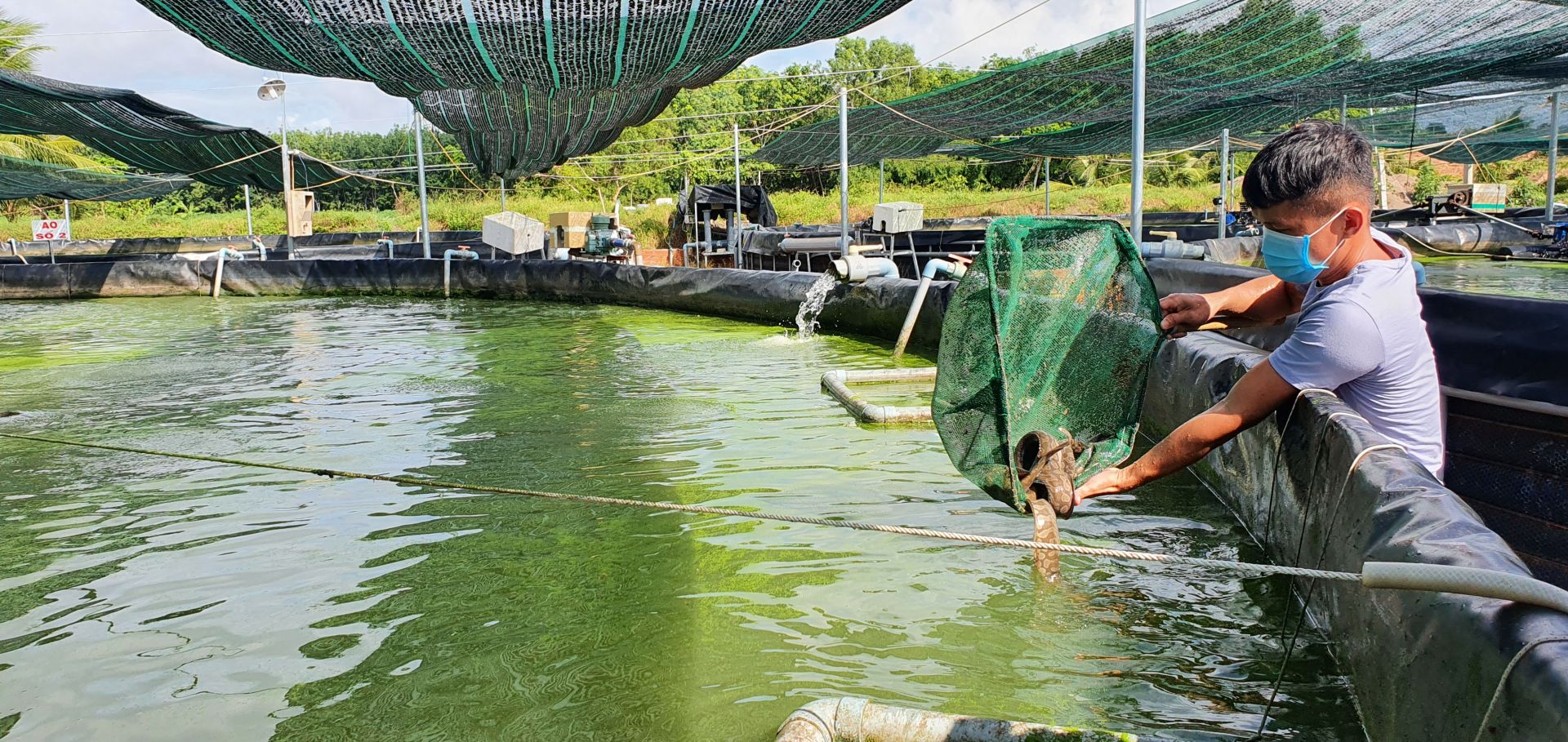 Tây Ninh: Nuôi cá chạch lấu công nghệ cao dày đặc trong bể lót bạt, mới bán 2 tấn nông dân đã thu 500 triệu - Ảnh 3.