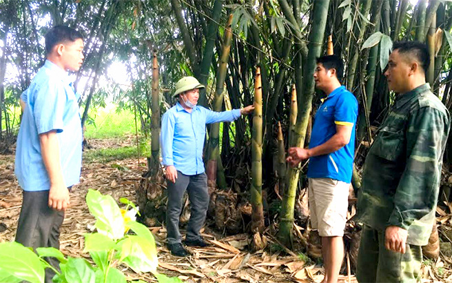 Yên Bái: Vùng đất trồng thứ tre bụi to, măng mọc tua tủa, dân đào lên bao nhiêu bán hết bấy nhiêu 