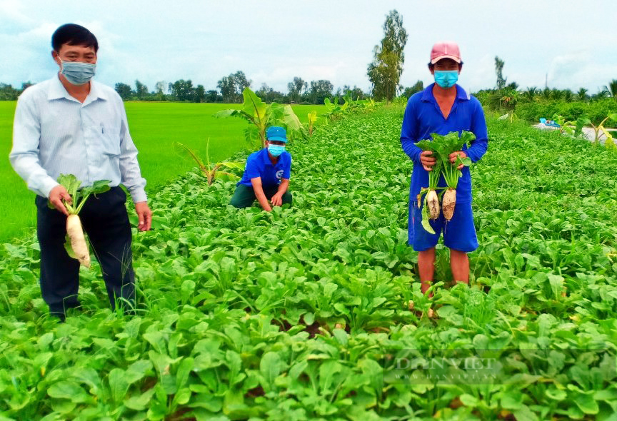 Kiên Giang: Nông dân thích ứng, khôi phục sản xuất trong điều kiện dịch bệnh - Ảnh 4.