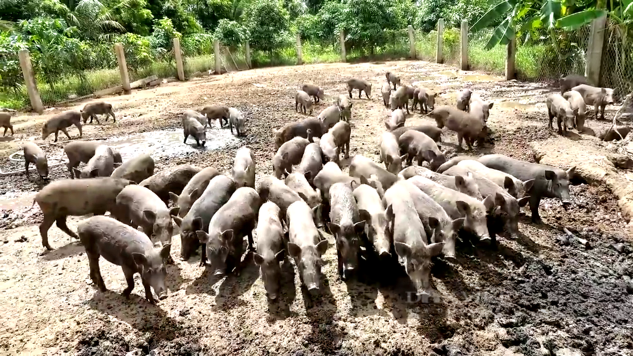 Đồng Nai: Nuôi heo rừng bằng cách này “ăn trọn” doanh thu, chẳng lo giá thức ăn chăn nuôi tăng nóng - Ảnh 5.