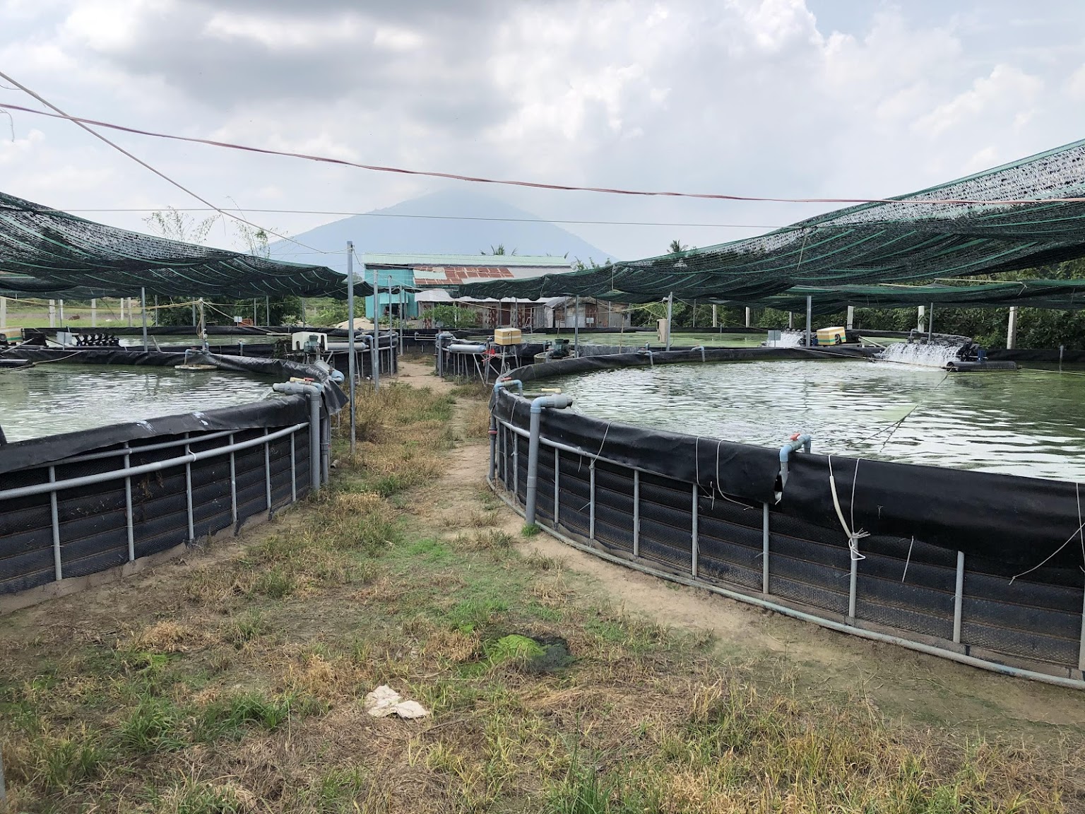 Tây Ninh: Nuôi cá chạch lấu công nghệ cao dày đặc trong bể lót bạt, mới bán 2 tấn nông dân đã thu 500 triệu - Ảnh 1.