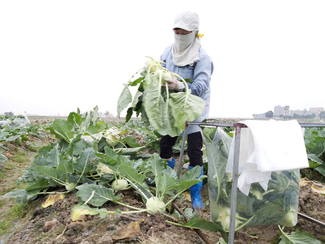 Trên đất lúa, nông dân trồng sen, nuôi tôm mà thu tiền tỷ - Ảnh 2.