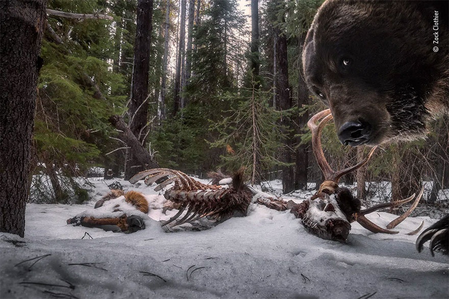 Những tác phẩm chiến thắng giải nhiếp ảnh động vật hoang dã 2021 - Ảnh 1.