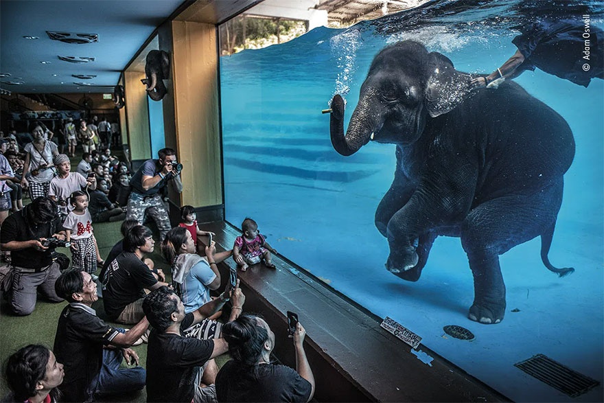 Những tác phẩm chiến thắng giải nhiếp ảnh động vật hoang dã 2021 - Ảnh 14.