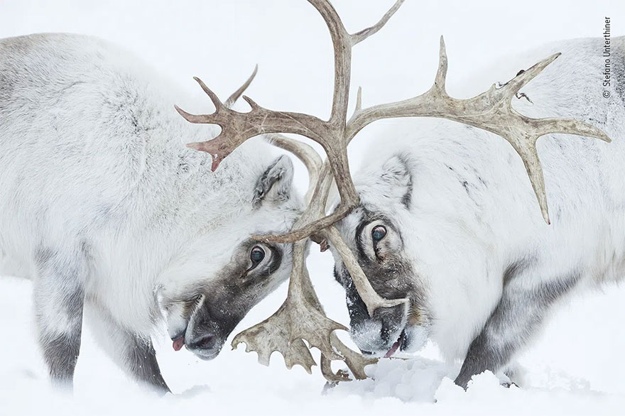 Những tác phẩm chiến thắng giải nhiếp ảnh động vật hoang dã 2021 - Ảnh 4.
