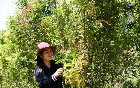 Lâm Đồng: “Bí mật” khu bảo tồn trên 40 loài trà hoa vàng quý hiếm ở Việt Nam