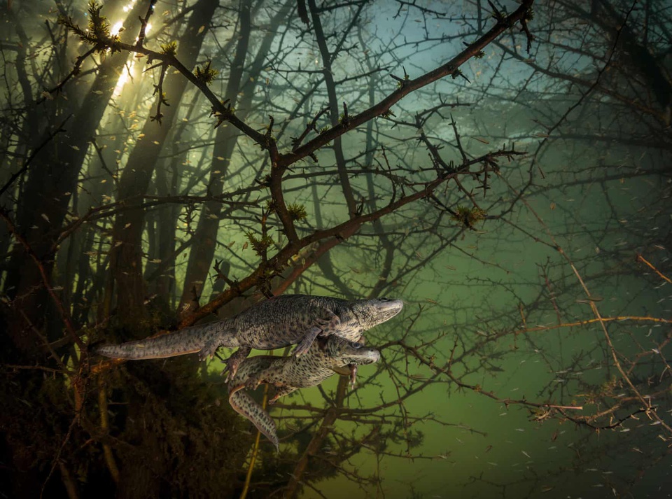 Những tác phẩm chiến thắng giải nhiếp ảnh động vật hoang dã 2021 - Ảnh 6.