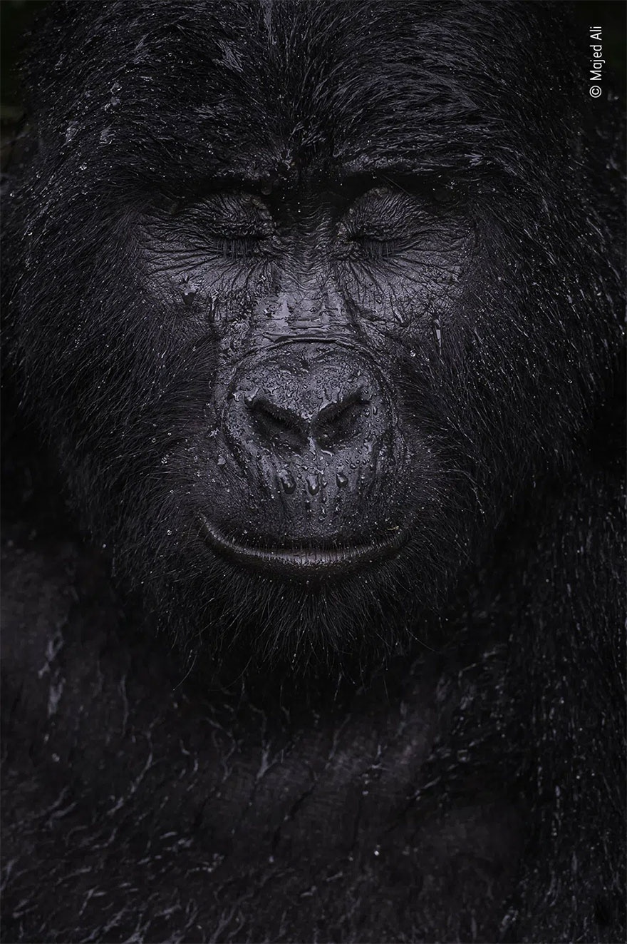 Những tác phẩm chiến thắng giải nhiếp ảnh động vật hoang dã 2021 - Ảnh 7.