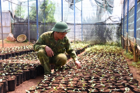 Lâm Đồng: “Bí mật” khu bảo tồn trên 40 loài trà hoa vàng quý hiếm ở Việt Nam - Ảnh 5.