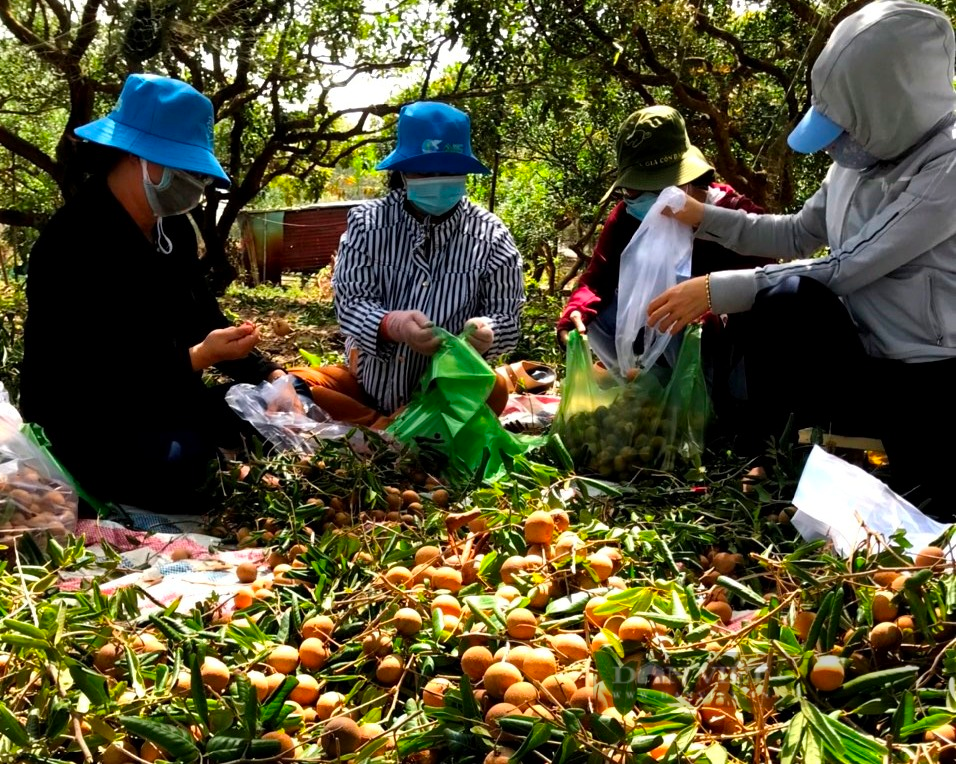 Bà Rịa – Vũng Tàu: Nông dân sản xuất, kinh doanh giỏi xuất hiện hàng loạt sau mùa dịch Covid-19 - Ảnh 4.