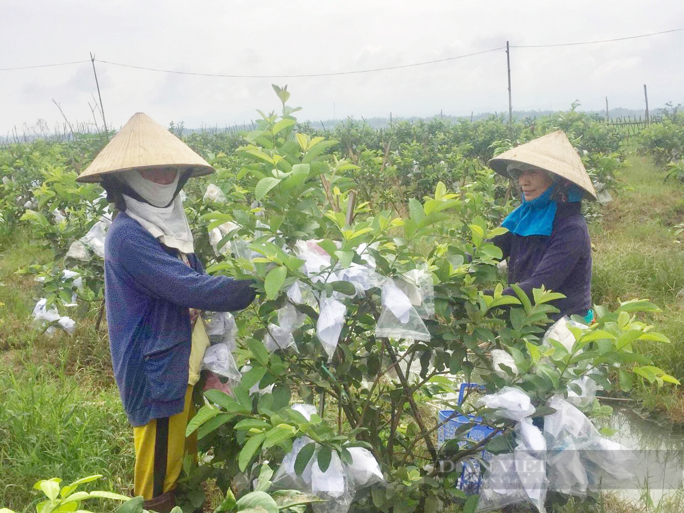 Quảng Nam: 10 năm xây dựng nông thôn mới, Đại Lộc thay đổi ra sao? - Ảnh 4.