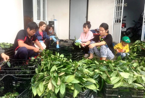 Lâm Đồng: “Bí mật” khu bảo tồn trên 40 loài trà hoa vàng quý hiếm ở Việt Nam - Ảnh 1.