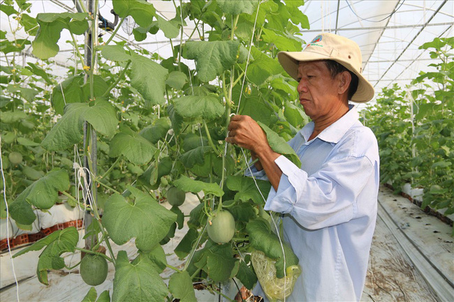 Phó Chủ tịch Trung ương Hội NDVN Bùi Thị Thơm: Xây dựng một thế hệ nông dân mới năng động - Ảnh 3.