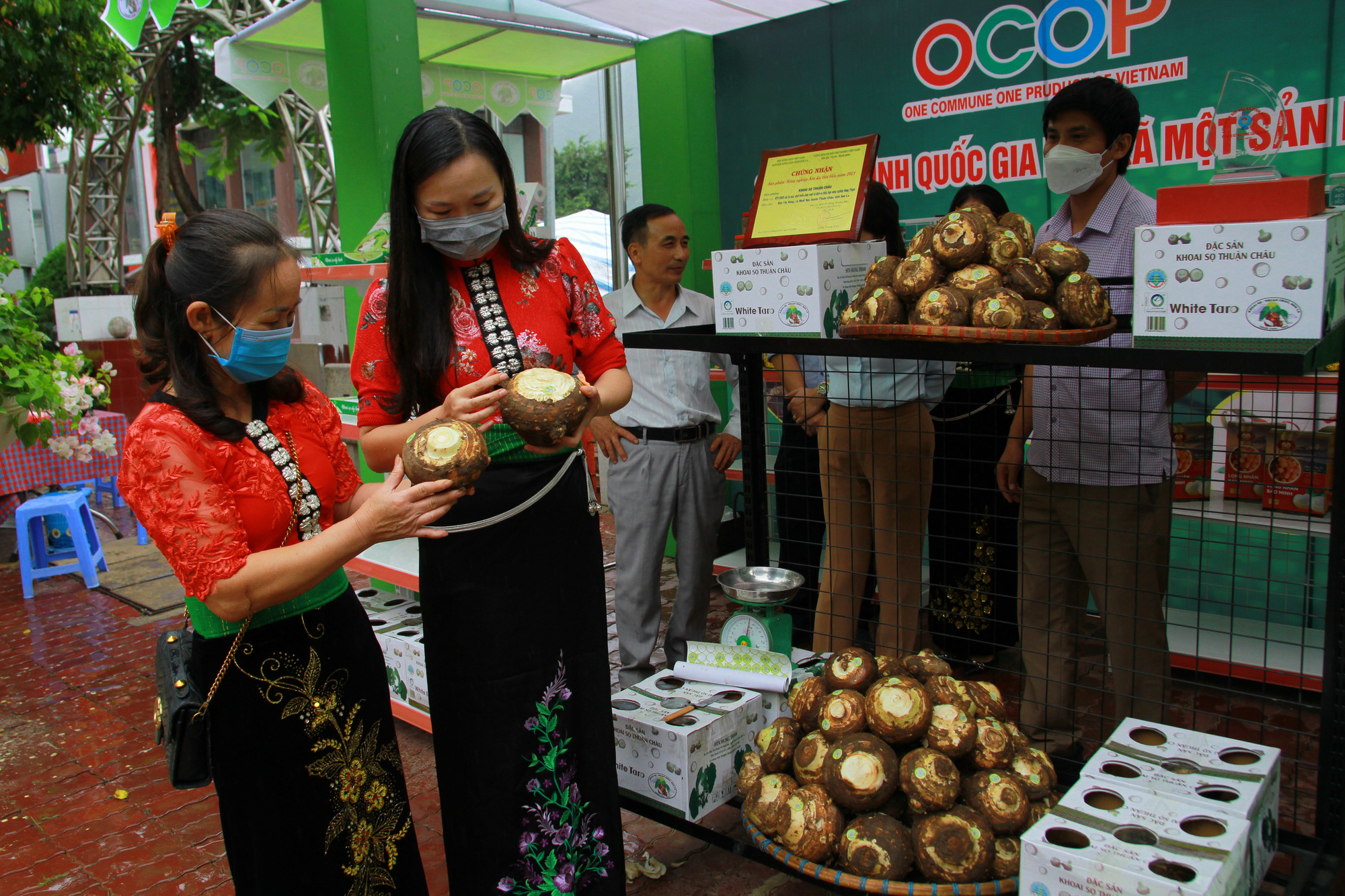 Nông thôn Tây Bắc: Phát triển thương hiệu khoai sọ Thuận Châu - Ảnh 2.