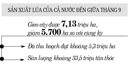 Tăng tốc khôi phục sản xuất nông nghiệp sau dịch (bài cuối): Đảm bảo đủ lương thực phục vụ trong nước và xuất khẩu - Ảnh 2.