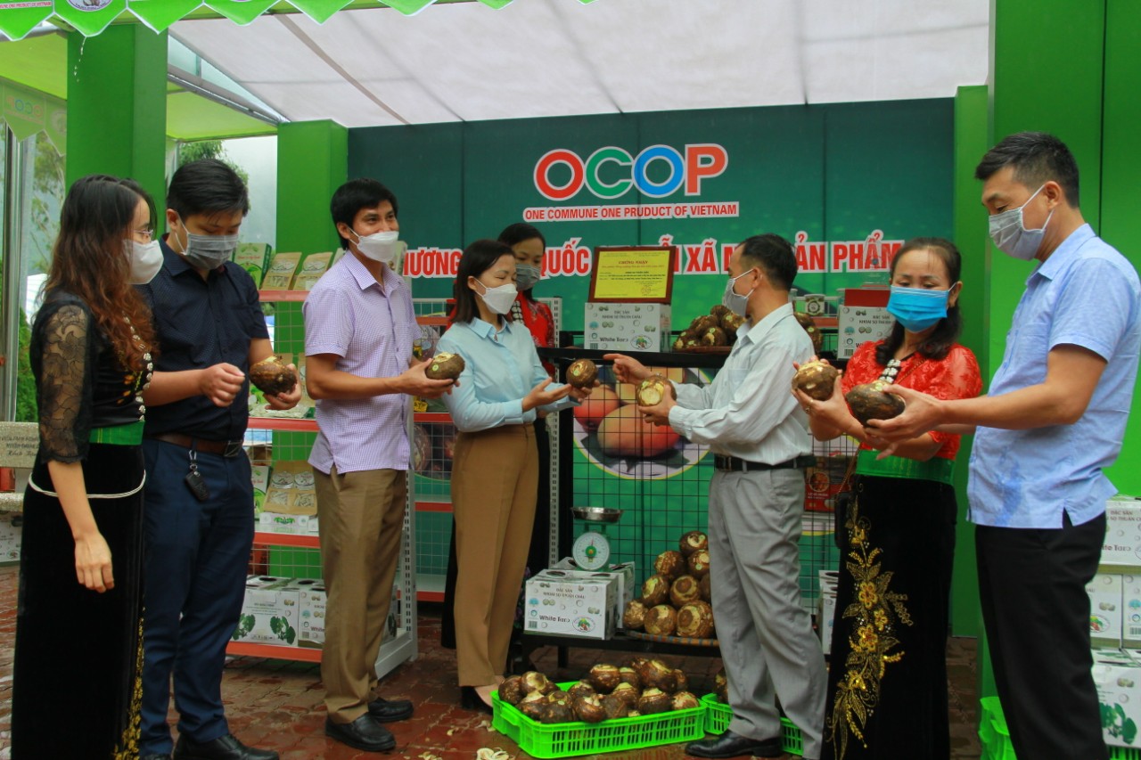 Nông thôn Tây Bắc: Phát triển thương hiệu khoai sọ Thuận Châu - Ảnh 1.