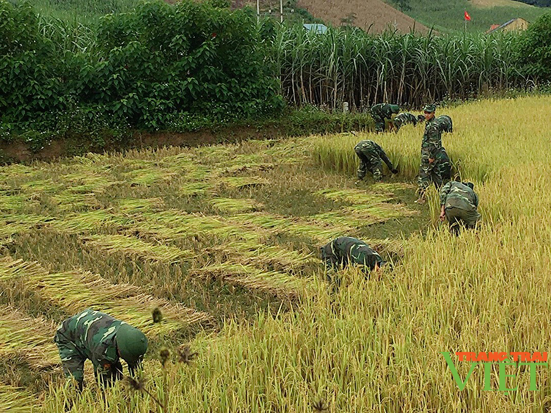 Nông thôn Tây Bắc: Cán bộ, chiến sỹ Đồn Biên phòng Phiêng Pằn gặt lúa giúp dân chạy bão - Ảnh 1.