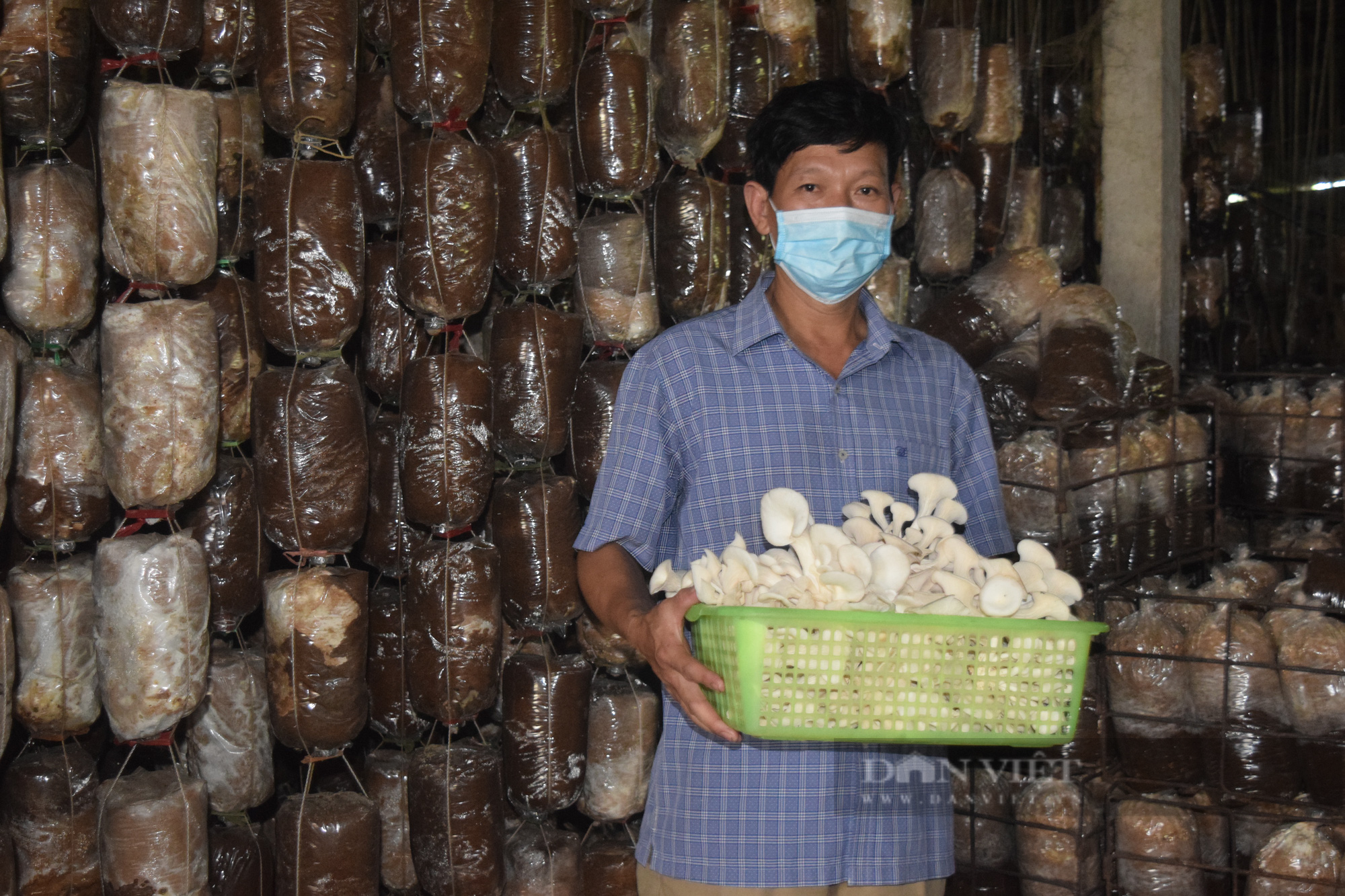 Quảng Bình: Bén duyên trồng nấm khi tìm nấm chữa bệnh cho bố, nông dân lãi hàng trăm triệu/năm - Ảnh 2.