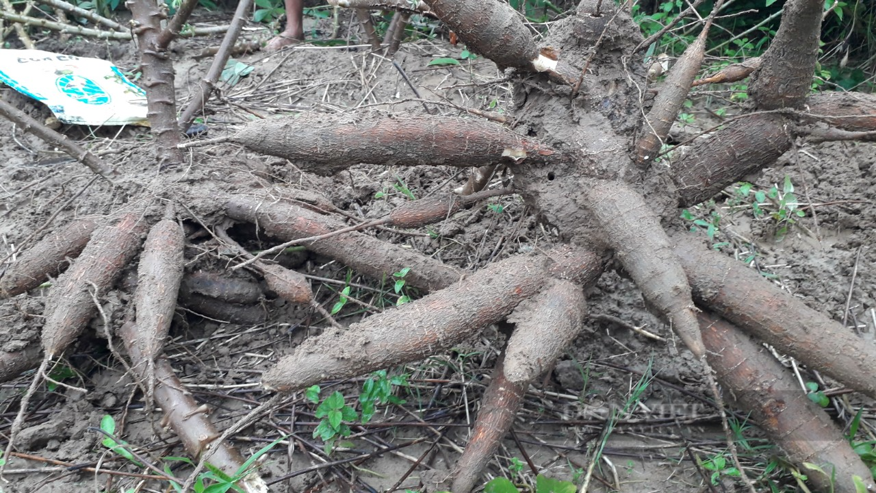 Thái Nguyên: Nông dân rủ nhau trồng cây cho củ sai chi chít, vàng ươm như nghệ, ăn thơm ngon, dẻo, ngọt   - Ảnh 3.