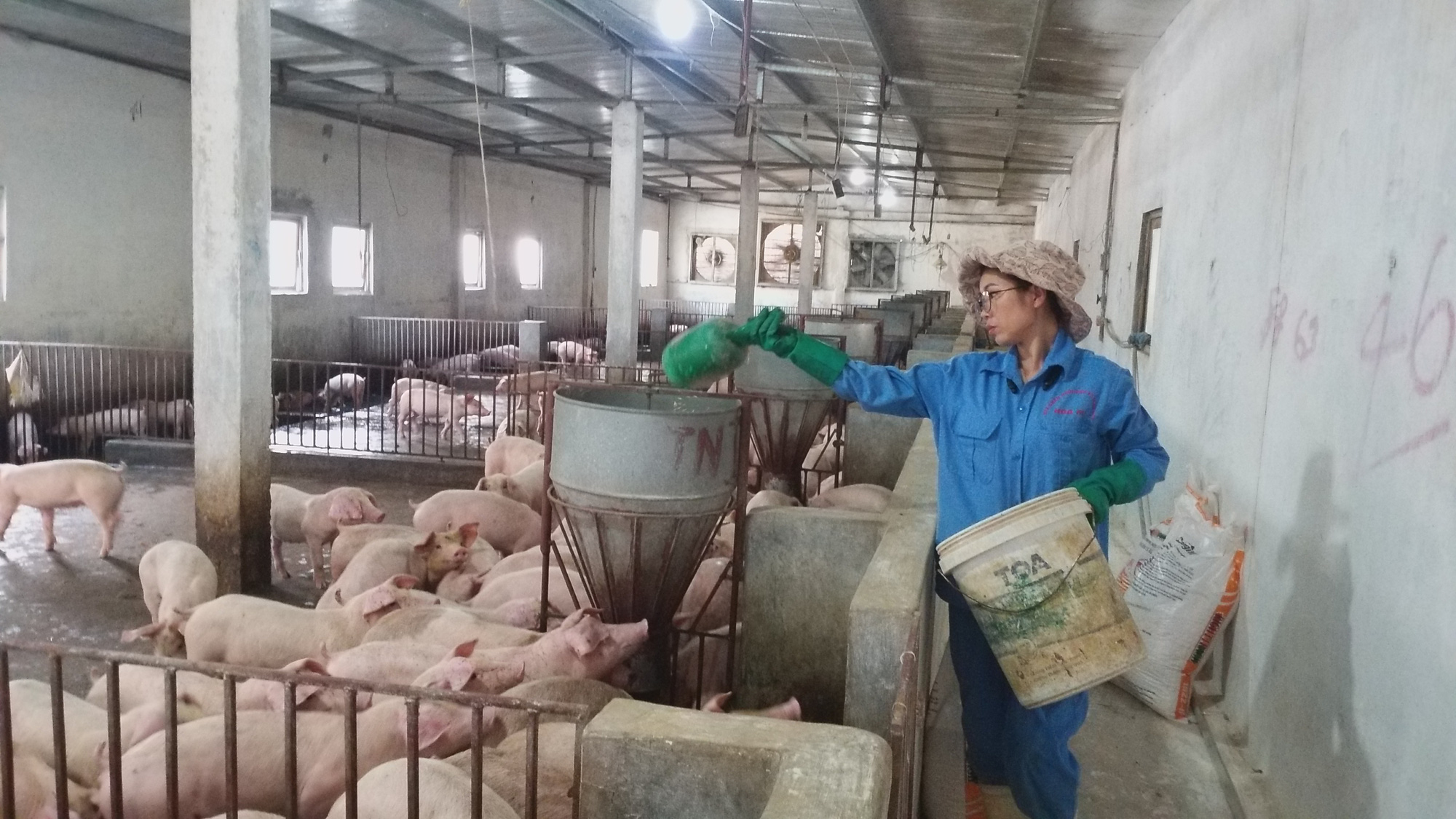 Thứ trưởng Bộ NNPTNT: Còn nghịch lý giữa giá lợn hơi và giá thịt lợn ngoài chợ - Ảnh 2.