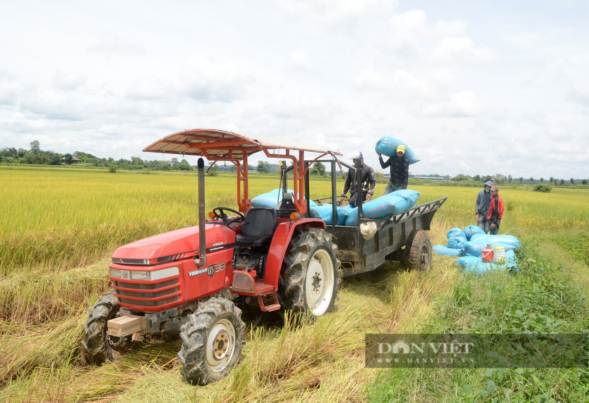 &quot;Vựa vàng&quot; lớn nhất khu vực Tây Nguyên đang bước vào vụ thu hoạch - Ảnh 1.