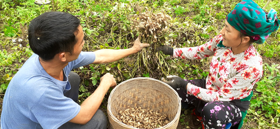 Hà Giang: Nông dân đổi đời nhờ trồng thứ cây ra quả vùi dưới đất, nhổ bật lên toàn củ là củ - Ảnh 1.